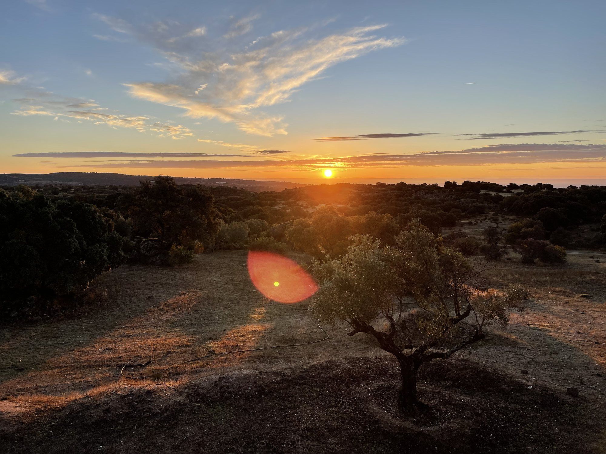 Tramonto tra gli ulivi alla Finca de la Paz